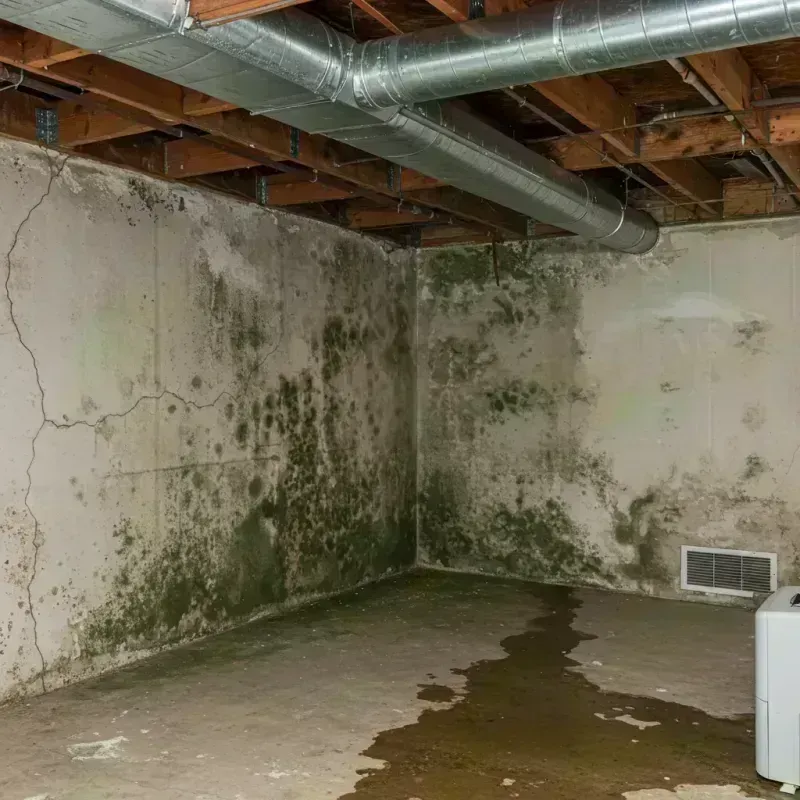 Professional Mold Removal in City of Salem, VA